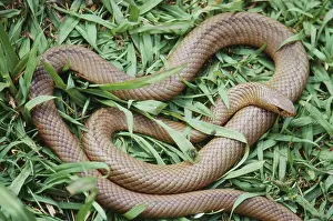 Textilis: Australian Brown Snake