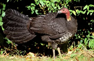 Lathami: Australian Brush-Turkey