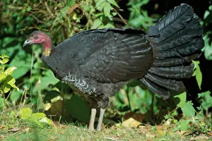 Lathami: Australian Brush-Turkey