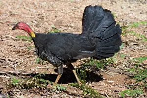 Lathami: Australian Brush-turkey
