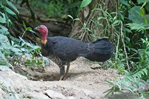 Lathami: Australian Brush-turkey