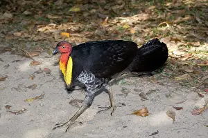 Lathami: Australian Brush-Turkey