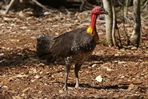 Brush: Australian Brush Turkey