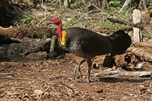 Brush: Australian Brush-Turkey