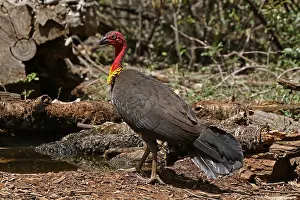 Brush: Australian Brush-Turkey