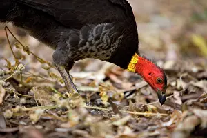 Lathami: Australian Brush Turkey - adult on the floor of
