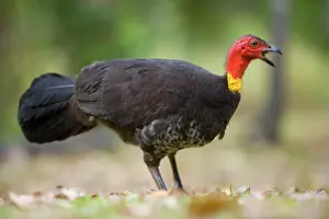 Lathami: Australian Brush Turkey - adult on the floor of