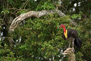 Lathami: Australian Brush Turkey - adult sits on a dead