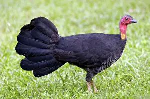 Lathami: Australian Brush-turkey (Alectura lathami)