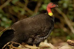 Leave: Australian Brush-turkey (Alectura lathami)