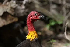 Brush: Australian Brush-Turkey close-up