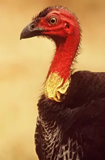 Brush: Australian Brush TURKEY - close-up of head