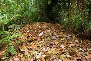 Decaying: Australian Brush Turkey - rather huge breeding