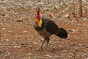 Brush: Australian Brush-Turkey male