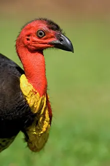 Lathami: Australian Brush Turkey - side portrait of an adult male