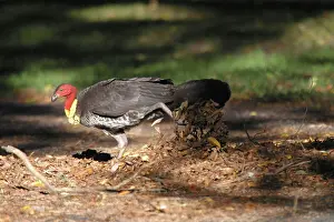 Raking: Australian Brush-turkey - Raking leaves towards