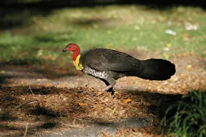 Raking: Australian Brush-turkey - Raking leaves towards mound