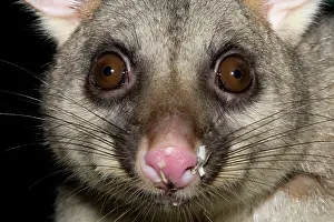 Eric Lindgren: Australian Brushtail Possum - with seed husks on