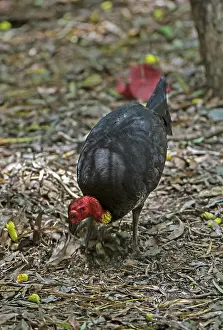 Townsville: Australian Brushturkey