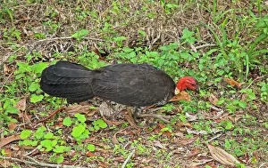 Lathami: Australian Brushturkey