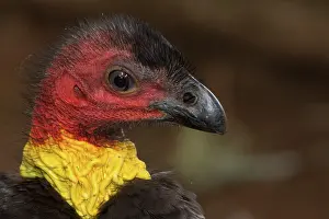 Lathami: Australian Brushturkey / Brush-turkey