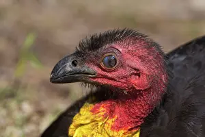 Lathami: Australian Brushturkey / Brush-turkey