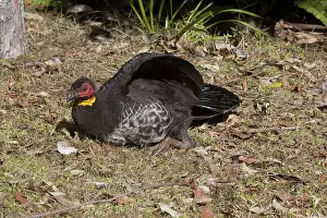 Lathami: Australian Brushturkey / Brush-turkey