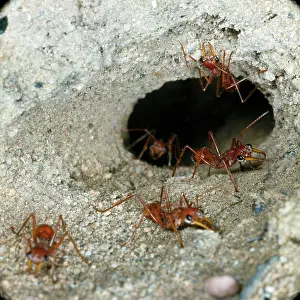 Wilf Taylor: Australian Bull Dog Ants - at nest