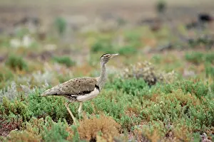 Eupodotis: Australian Bustard