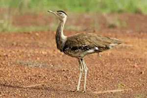 Bustards: Australian Bustard