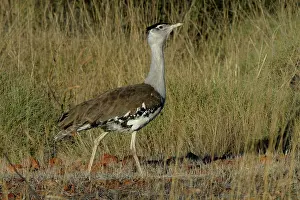 Bustards: Australian Bustard