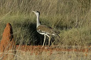 Bustards: Australian Bustard