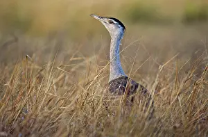 Bustards: Australian Bustard