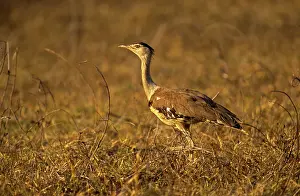Bustards: Australian Bustard