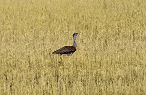 Stubble: Australian Bustard
