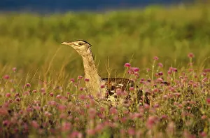 Bustards: Australian Bustard
