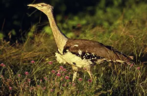 Bustards: Australian Bustard