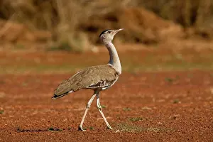 Bustards: Australian Bustard - Found throughout Australia