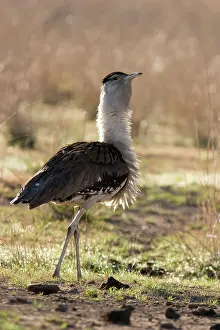 Ruffling: Australian Bustard - Back-lit image of bird ruffling