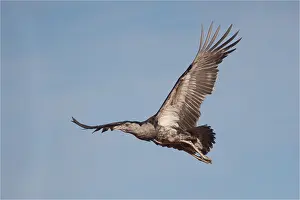 Bustard: Australian Bustard - Flying near the Papunya Aboriginal