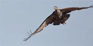 Bustard: Australian Bustard - Flying over the Papunya Aboriginal