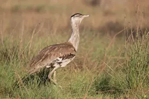 Bustards: Australian Bustard - In open country - near Peppimenarti