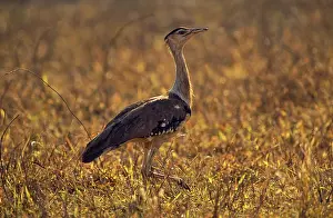 Bustards: Australian Bustard [Plains Turkey]