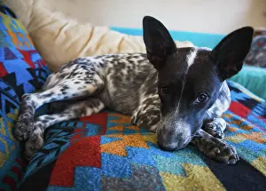 Rescue: Australian cattle dog