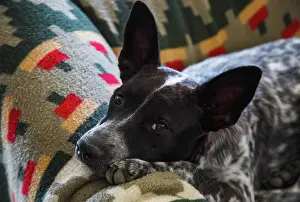 Rescue: Australian cattle dog