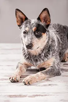 Pred: Australian Cattle Dog, ACD or Cattle Dog, young