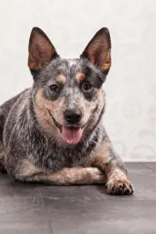 Pant: Australian Cattle Dog, ACD or Cattle Dog, young