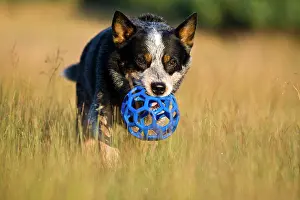 Friskily: Australian Cattle Dog fetching a toy