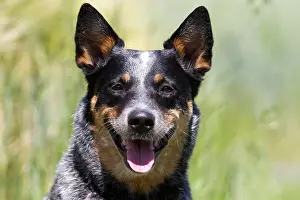 Gaze: Australian Cattle Dog, Germany, Europe