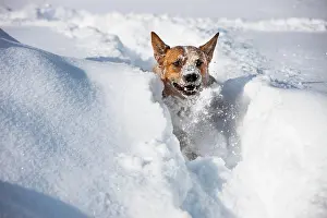 Luck: Australian Cattle Dog, male, red, running in deep